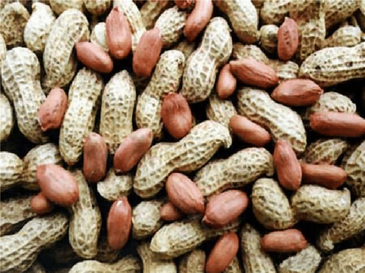 Peanut processing equipment